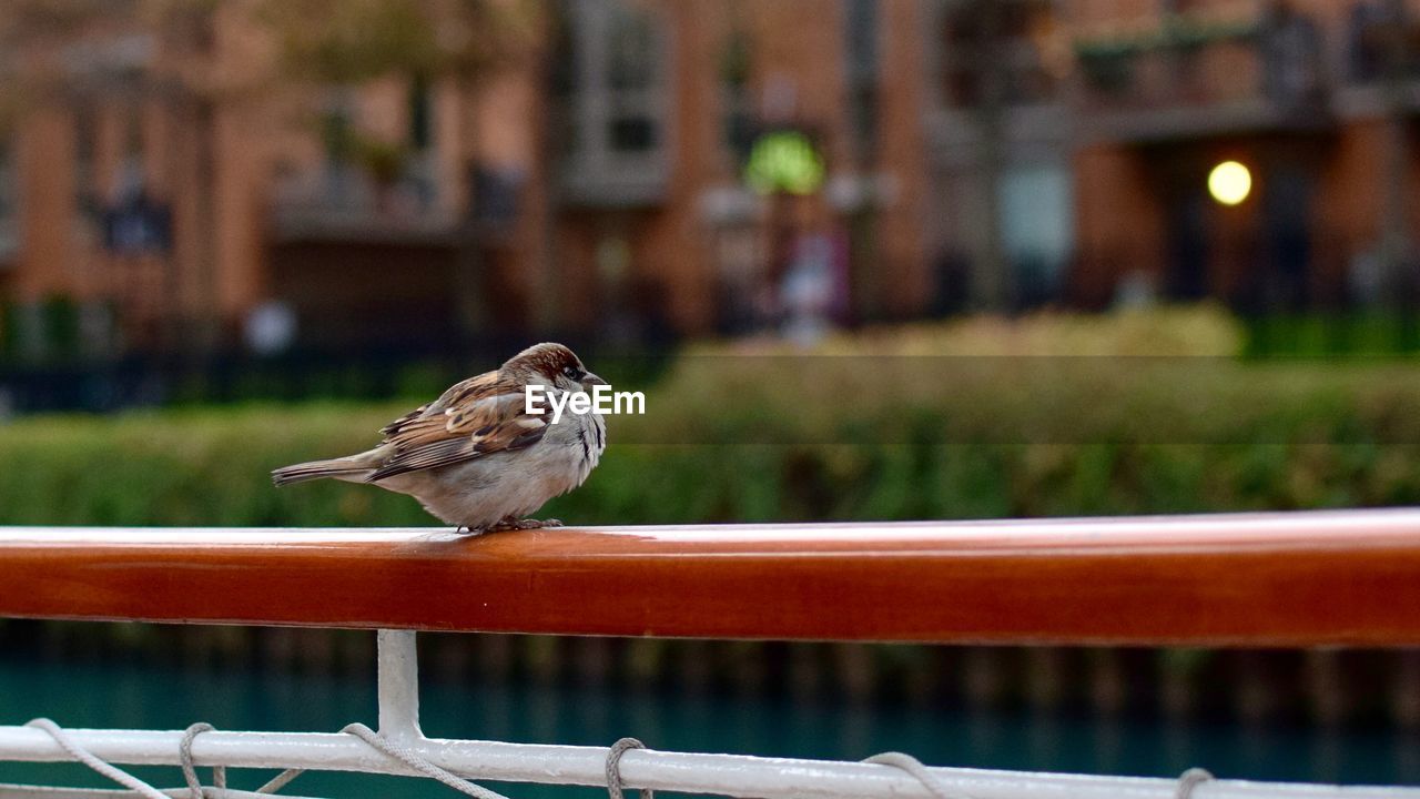 Side view of a sparrow on railing against blurred background