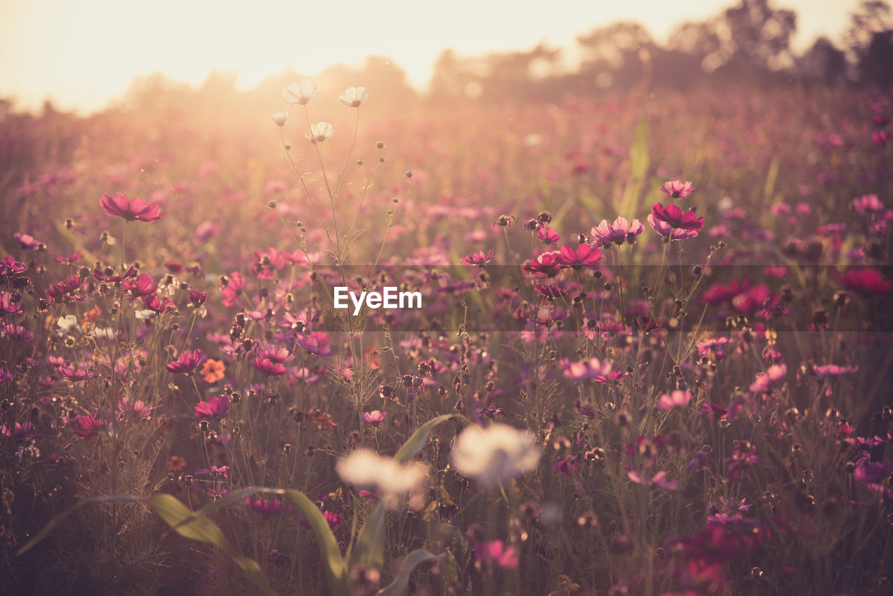 Close-up of pink flowering plants on field