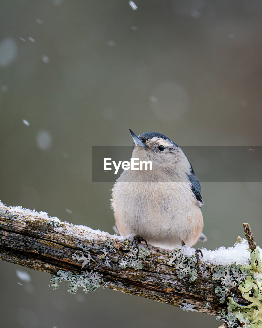 CLOSE-UP OF BIRD PERCHING ON A SNOW
