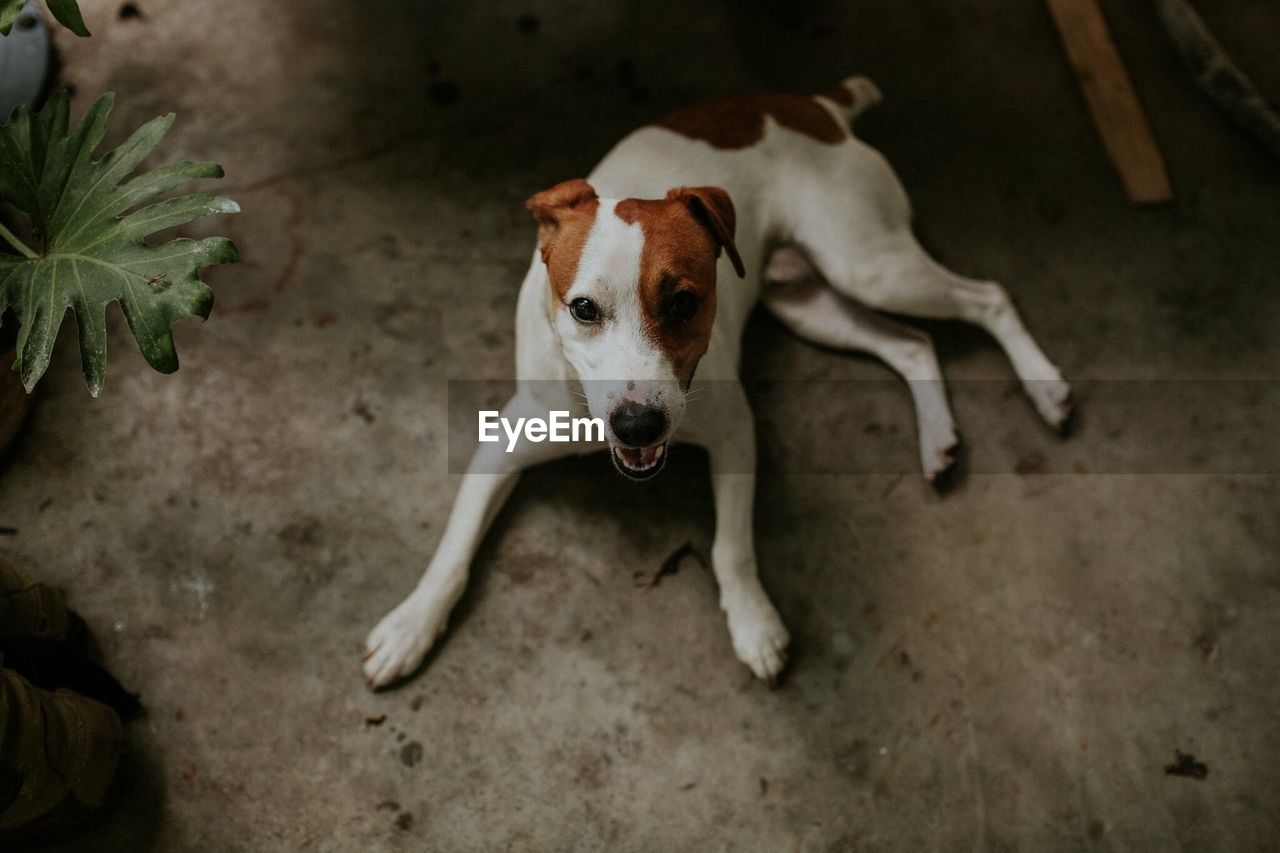 High angle view of dog on floor