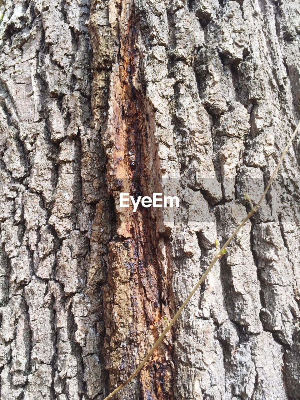 FULL FRAME SHOT OF TREE TRUNKS