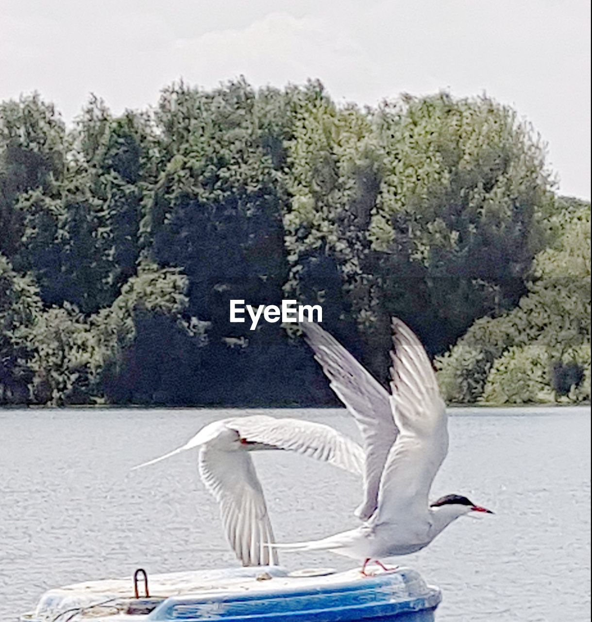 BIRDS FLYING OVER LAKE