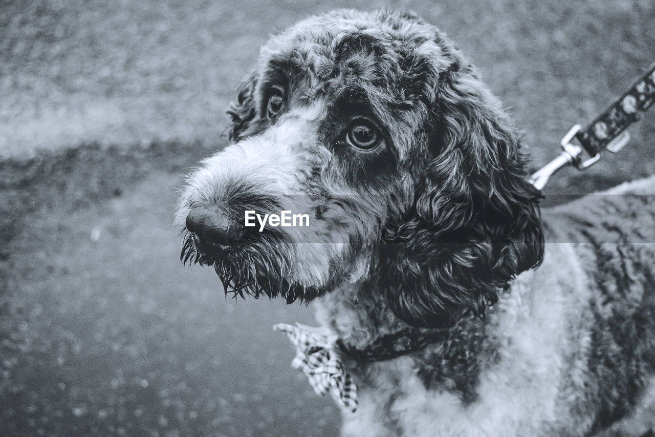 one animal, animal themes, animal, pet, dog, domestic animals, mammal, canine, black and white, monochrome, black, monochrome photography, day, cockapoo, focus on foreground, no people, wet, close-up, animal body part, looking, looking away, outdoors, nature, animal hair, portrait