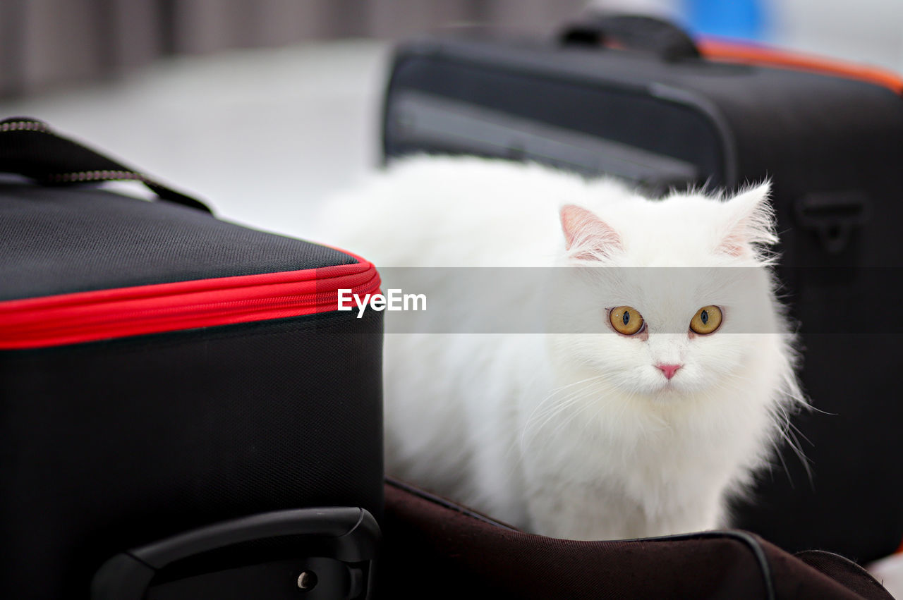 Portrait of white cat on blanket at home