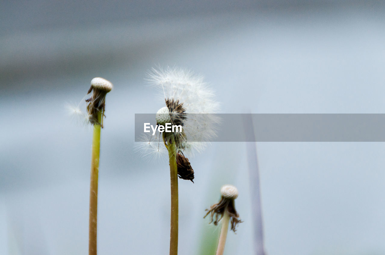 LOW ANGLE VIEW OF DANDELION AGAINST SKY