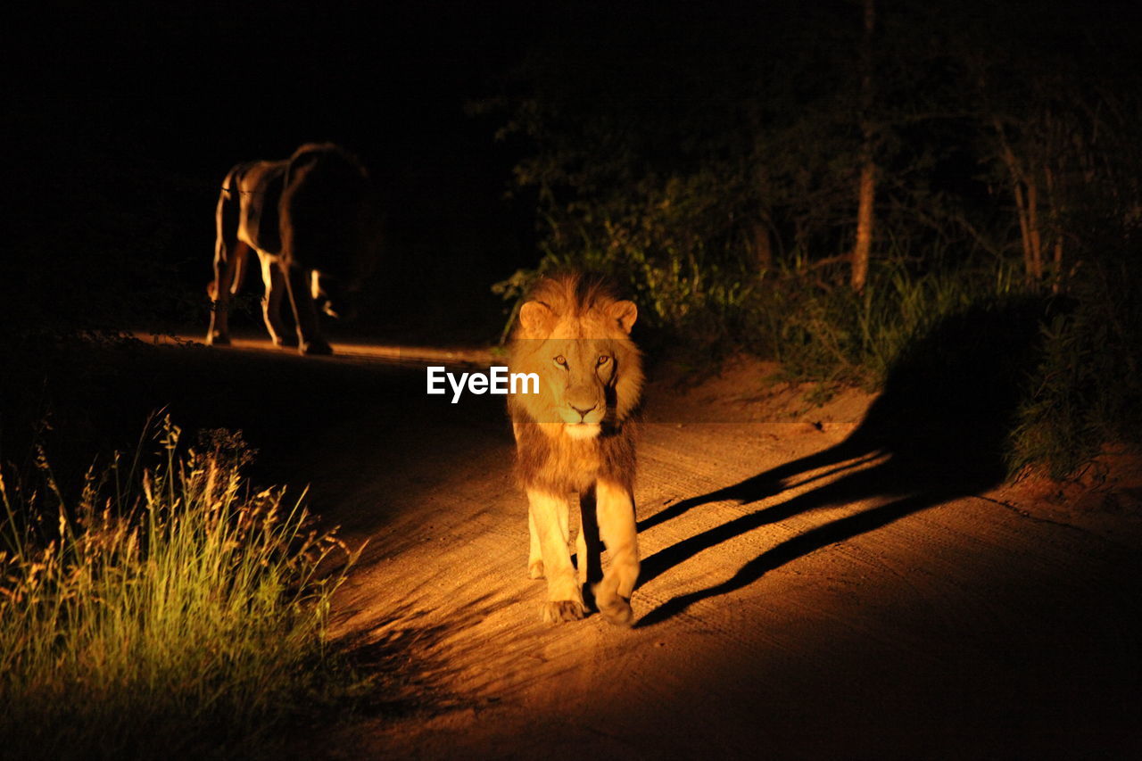 Portrait of lion walking on pathway in forest at night