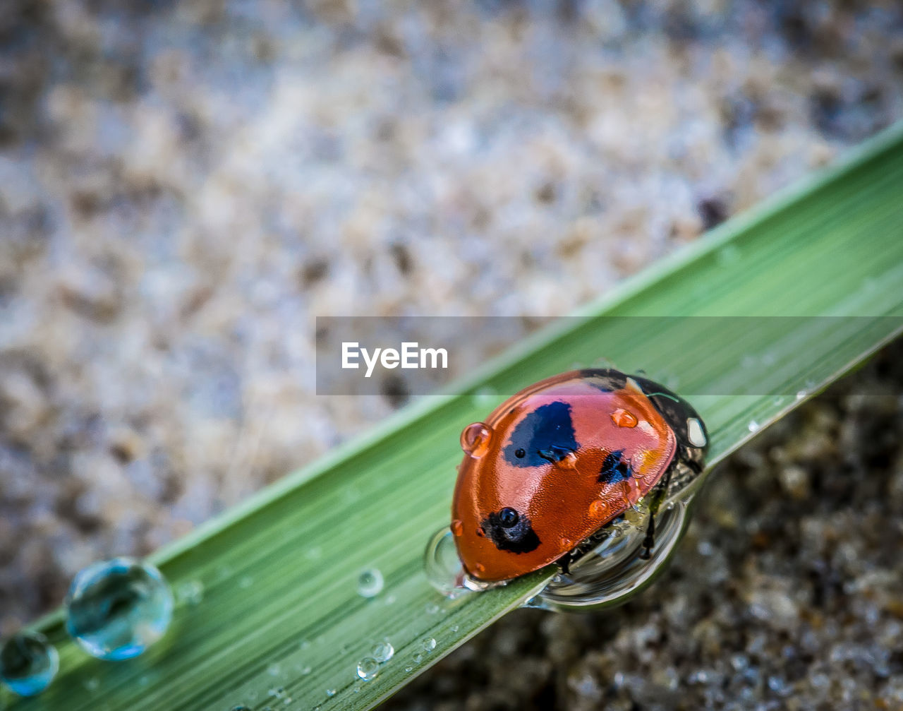 Close-up of ladybug on wet leaf