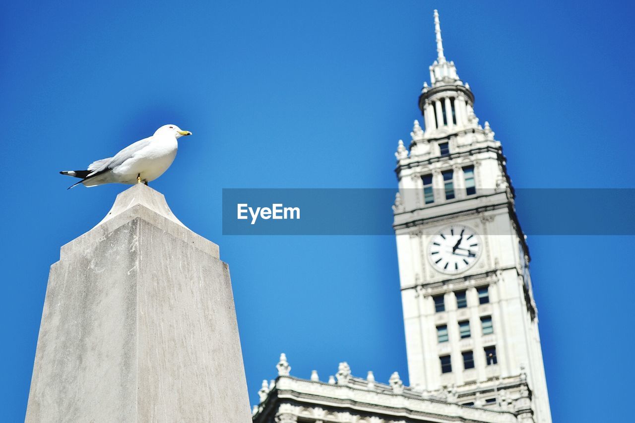 Low angle view of seagull perching on column in front of wrigley building against sky