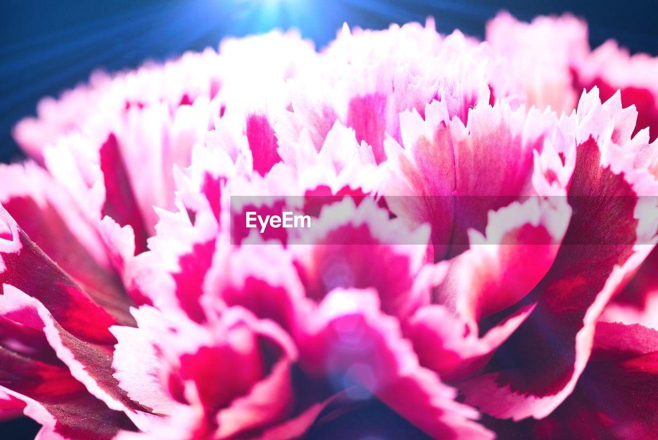 CLOSE-UP OF PINK ROSE FLOWER HEAD