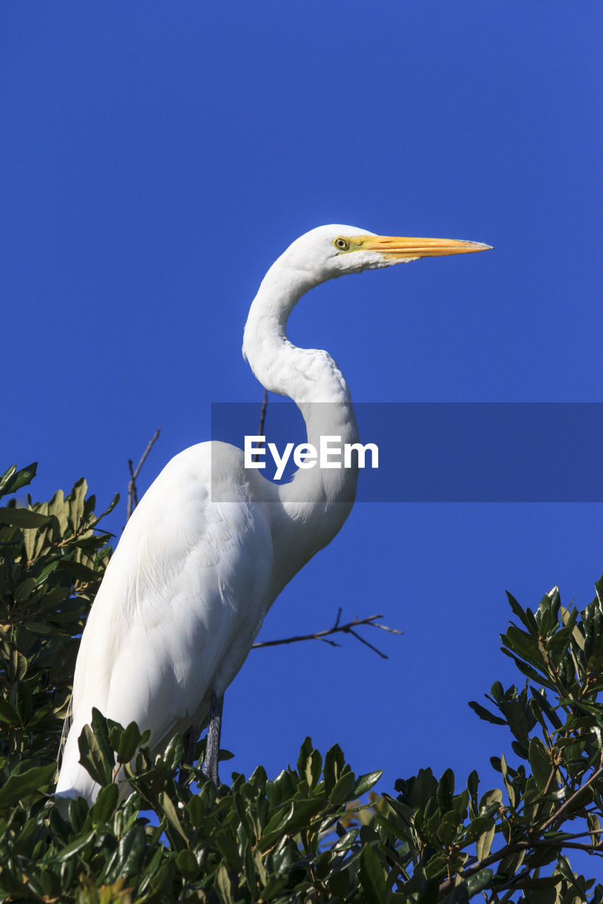 LOW ANGLE VIEW OF BIRD AGAINST CLEAR SKY