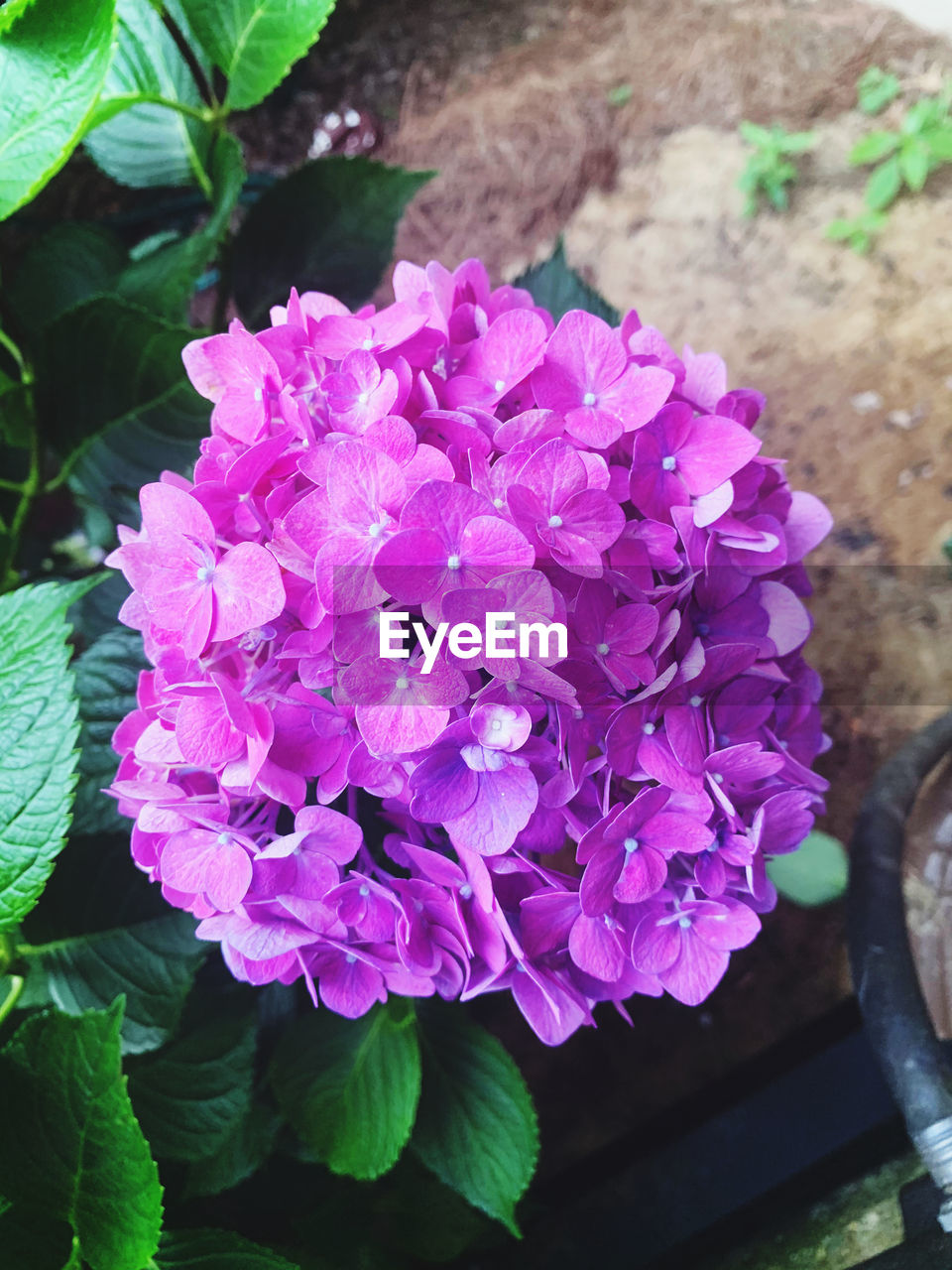 CLOSE-UP OF PINK ROSE FLOWERS