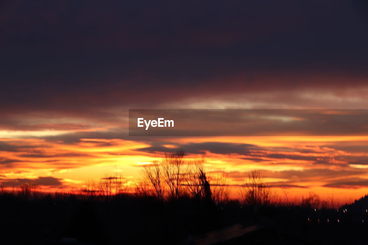 SILHOUETTE OF TREES DURING SUNSET