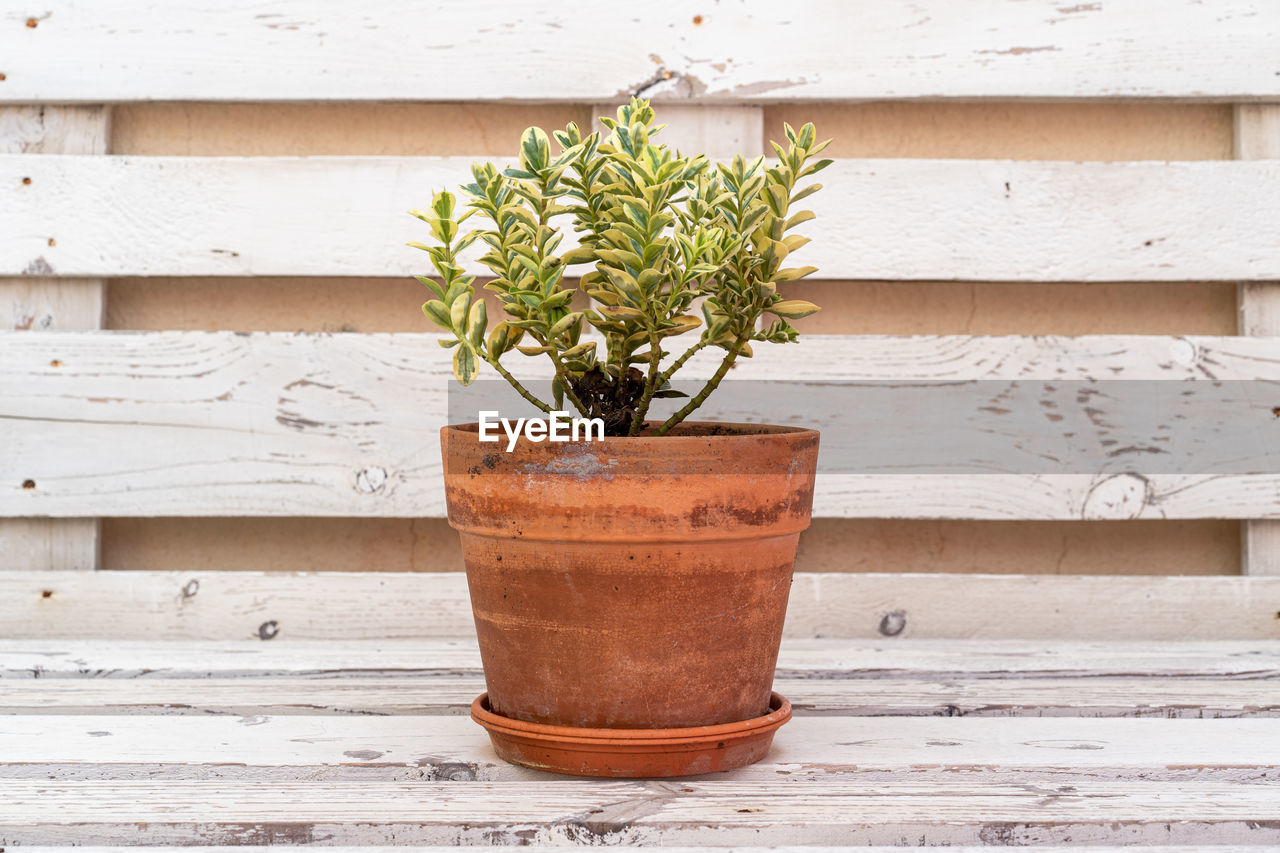 CLOSE-UP OF POTTED PLANT AGAINST WALL