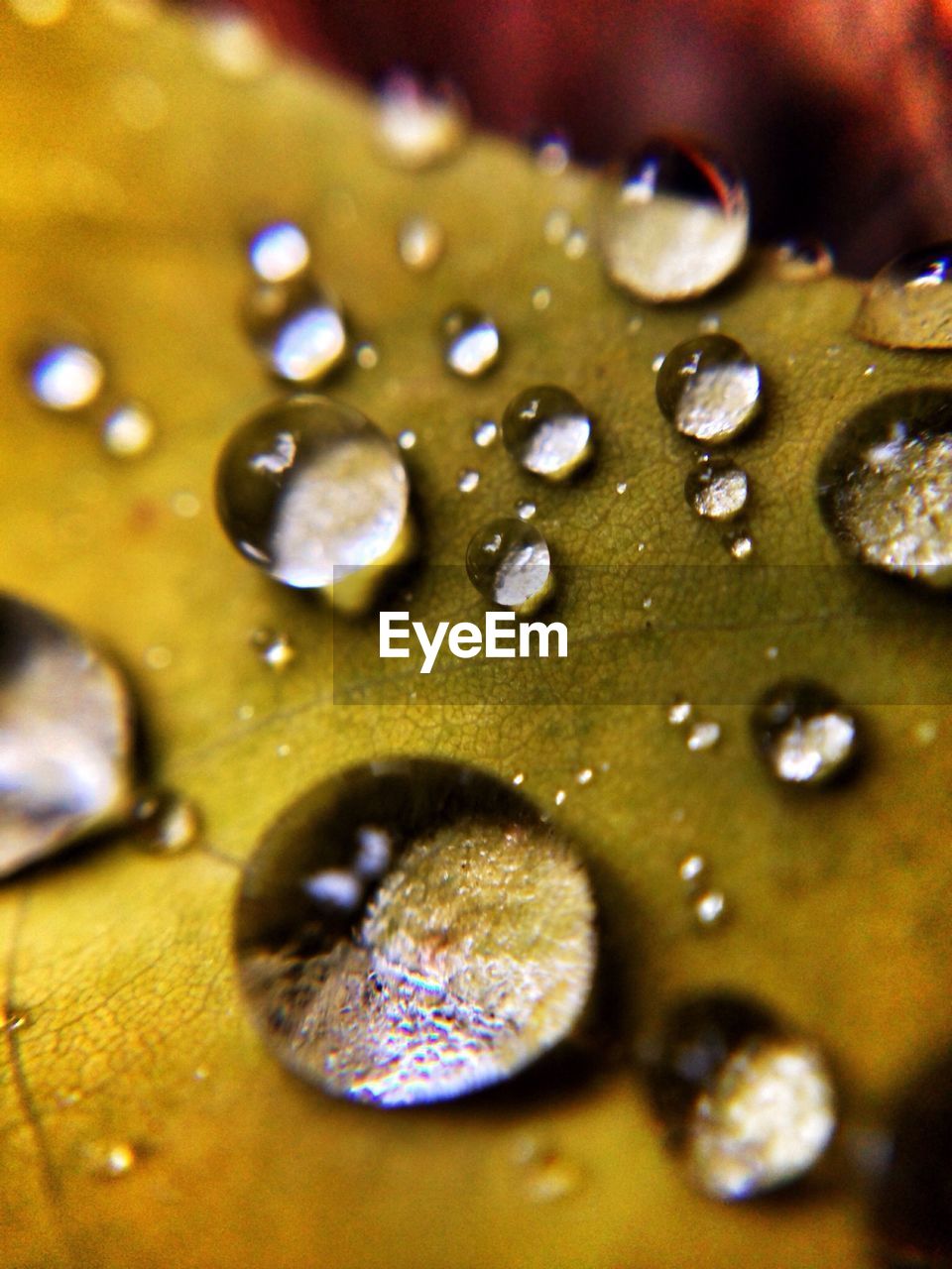 Close-up of dew drops on leaf