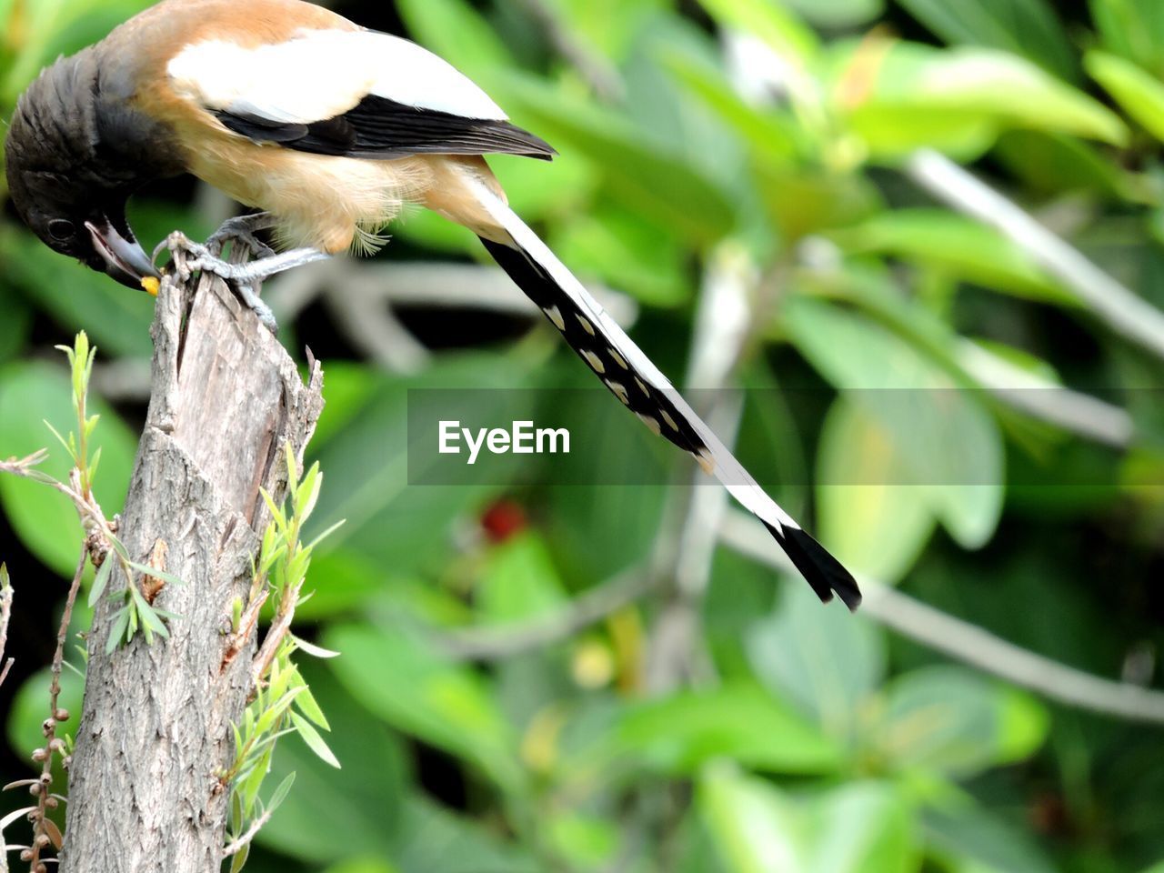 Close-up of rufous treepie perching on branch