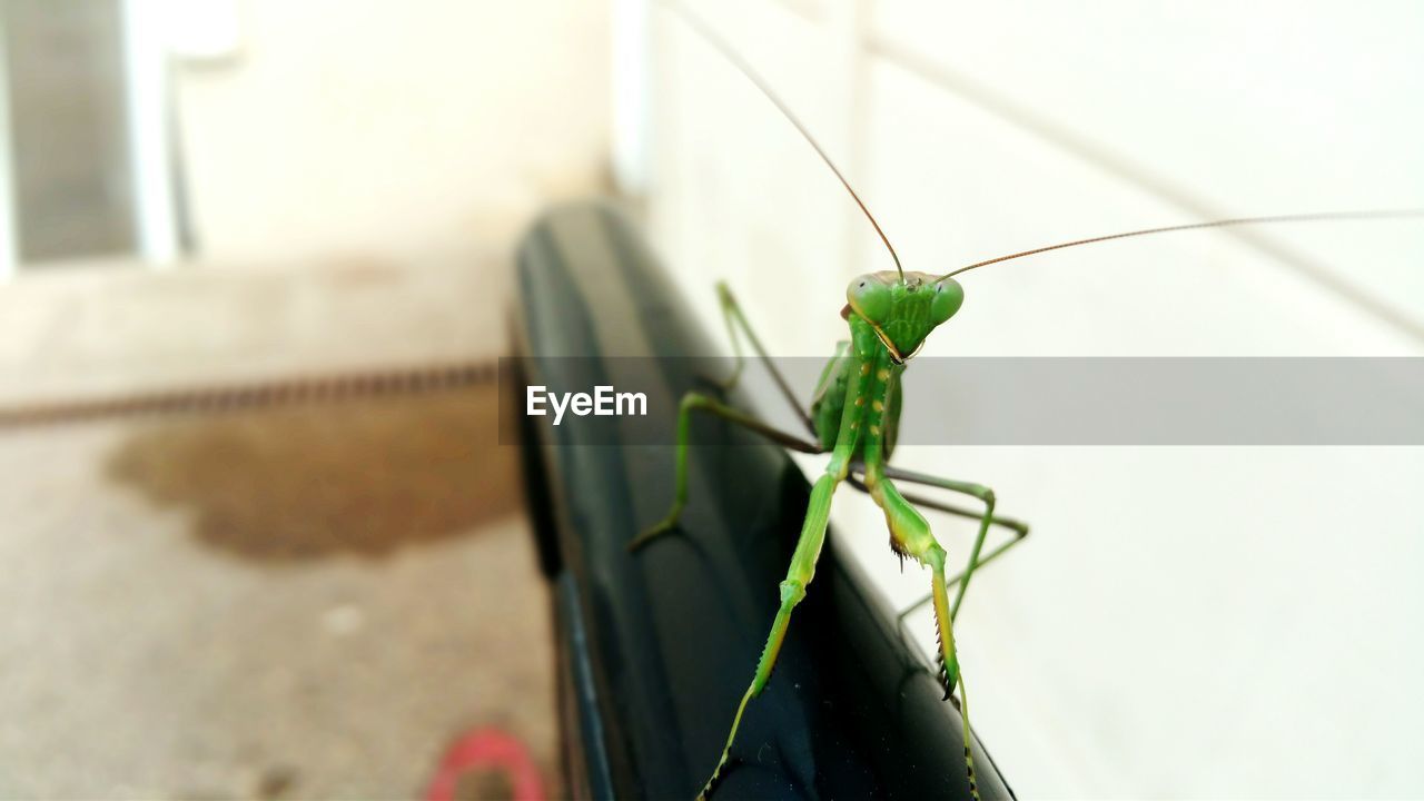 Close-up of green insect on railing