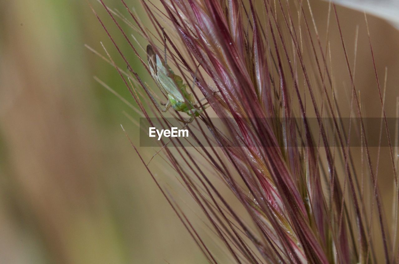 Close-up of grasshopper perching on plant