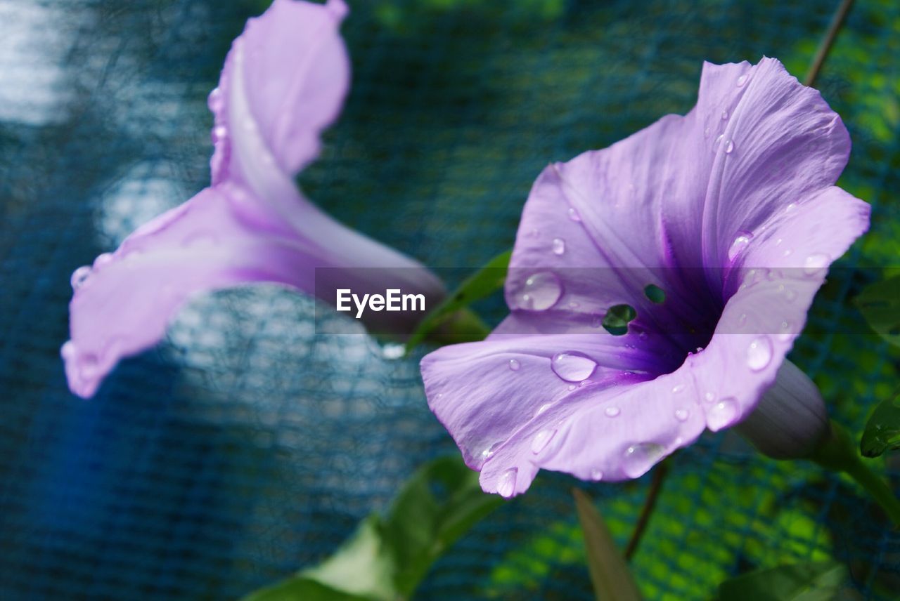 Close-up if wet purple flower blooming in field