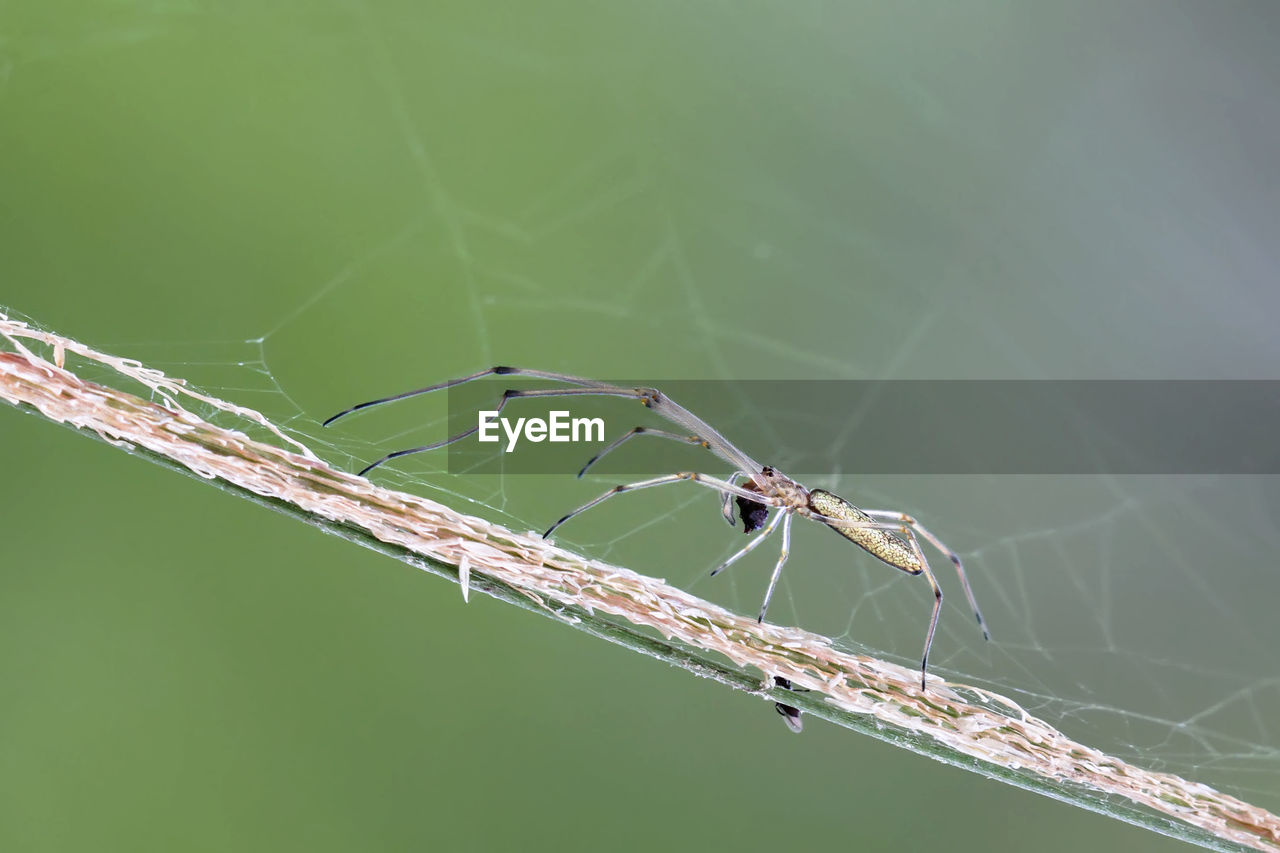CLOSE-UP OF SPIDER ON WEB OUTDOORS