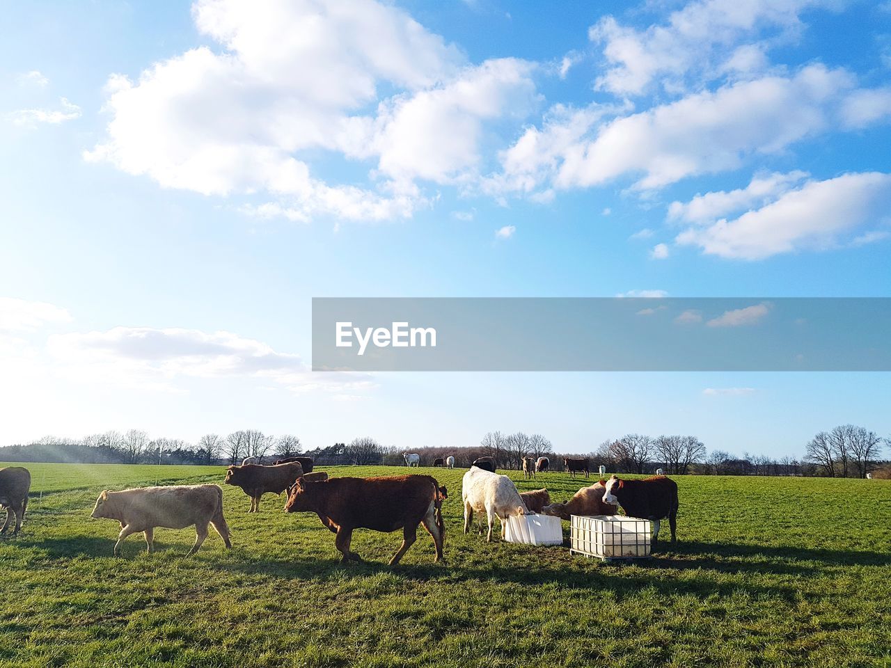Scenic view of agricultural field with cows against sky