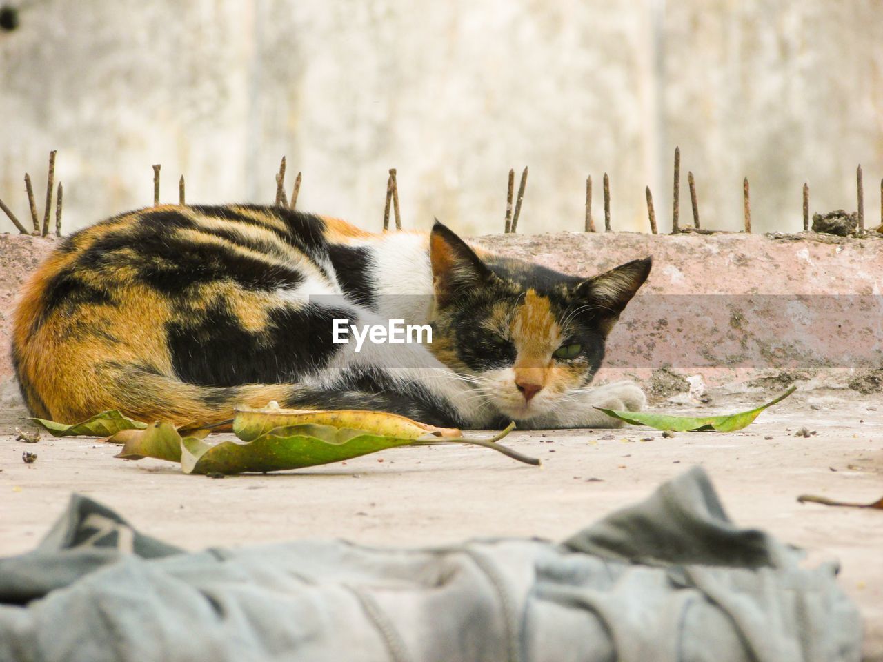 Cat lying down closeup photography
