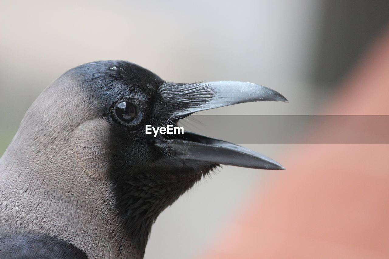 CLOSE-UP OF A BIRD LOOKING AWAY