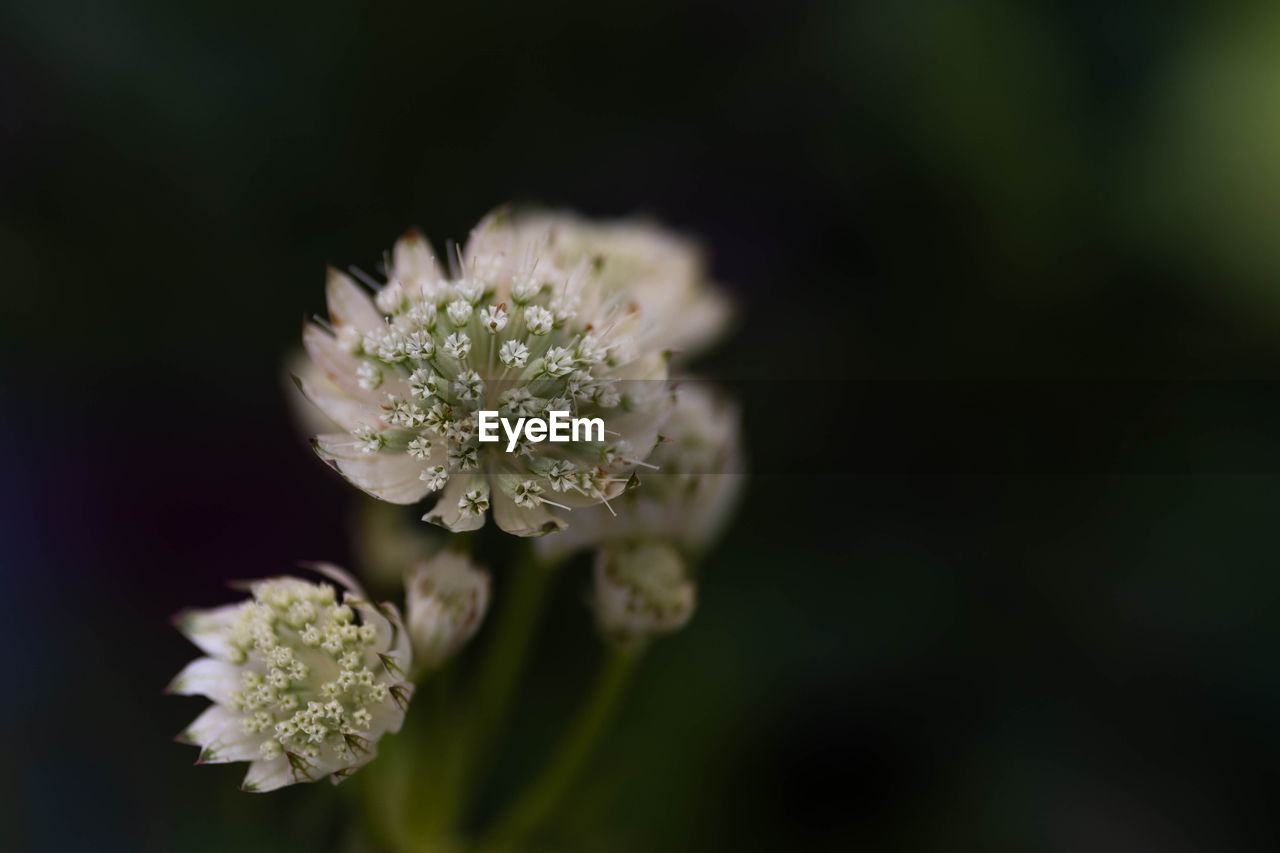 CLOSE-UP OF WHITE FLOWER PLANT