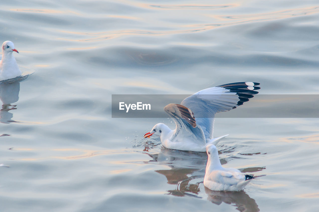 BIRD FLYING OVER LAKE