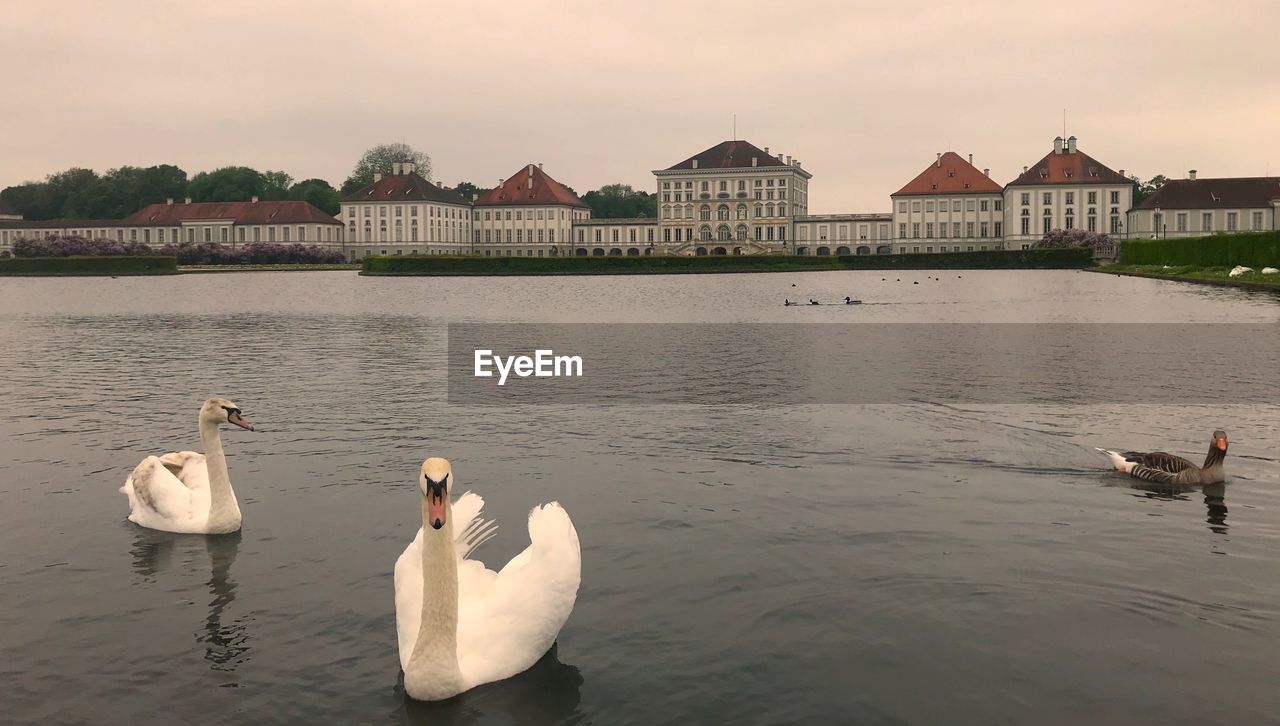 SWANS SWIMMING IN LAKE AGAINST BUILDINGS