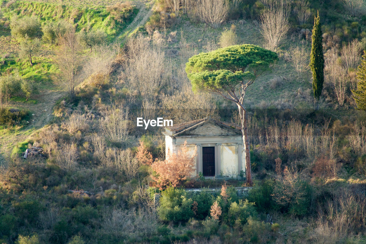 Abandoned house amidst trees at forest
