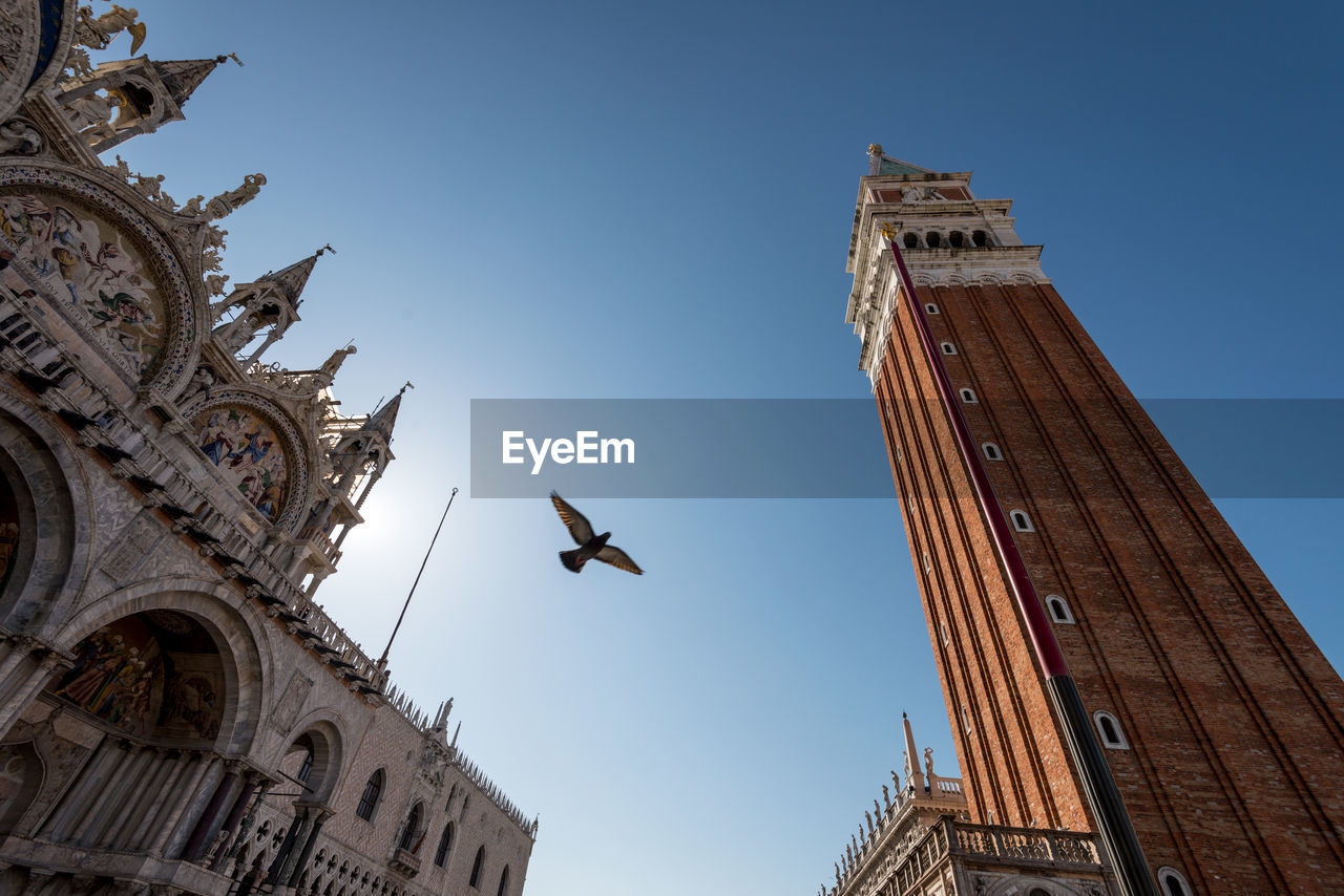 LOW ANGLE VIEW OF A BIRD FLYING