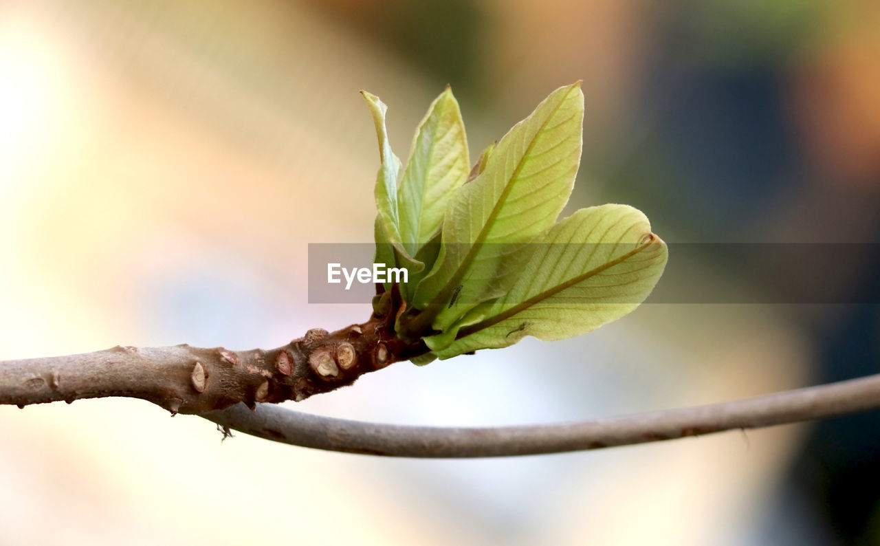 Close-up of flower growing on tree