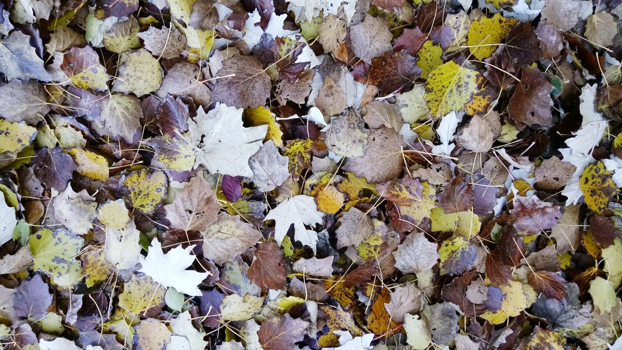 CLOSE-UP OF LEAVES