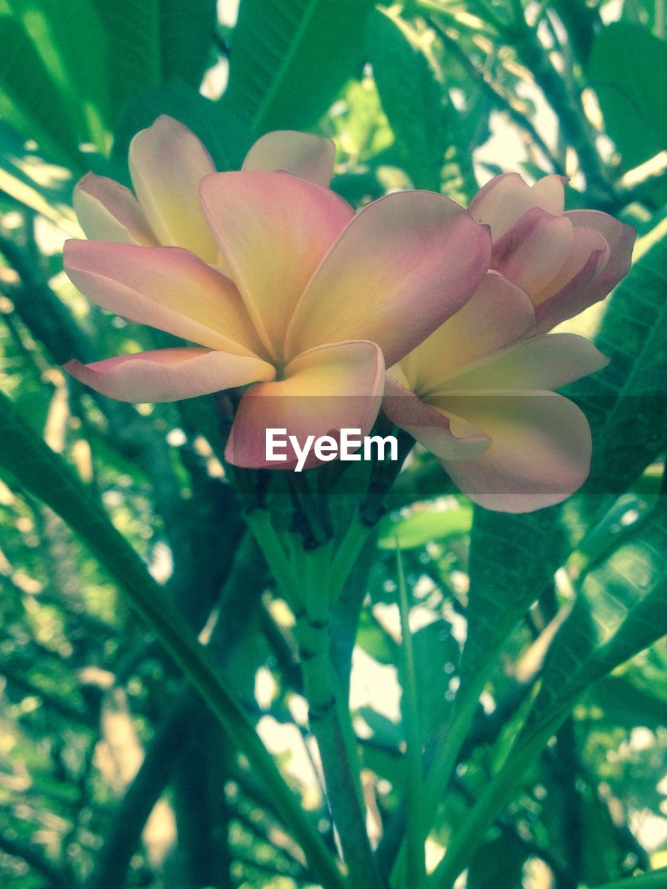 CLOSE-UP OF FRANGIPANI ON PLANT