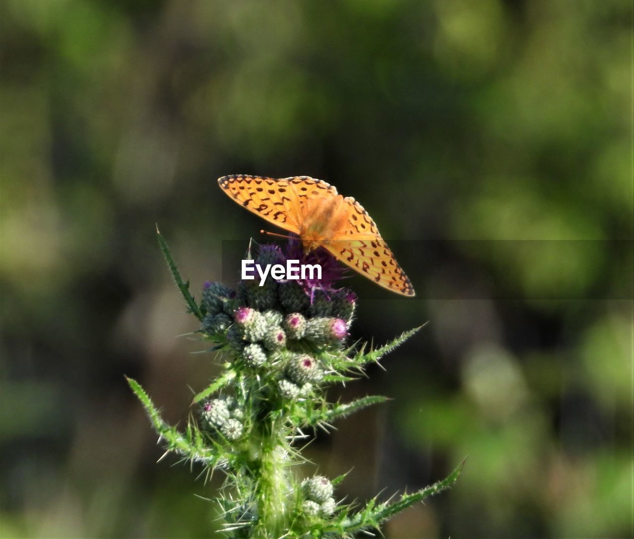 BUTTERFLY POLLINATING ON FLOWER