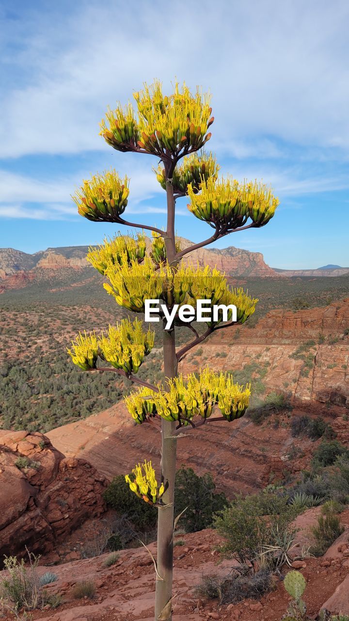 plant, nature, yellow, tree, sky, flower, leaf, beauty in nature, autumn, no people, cloud, day, outdoors, land, growth, landscape, tree trunk, scenics - nature, sunlight, trunk, travel destinations, environment, tranquility, travel, low angle view, mountain, blue, rock