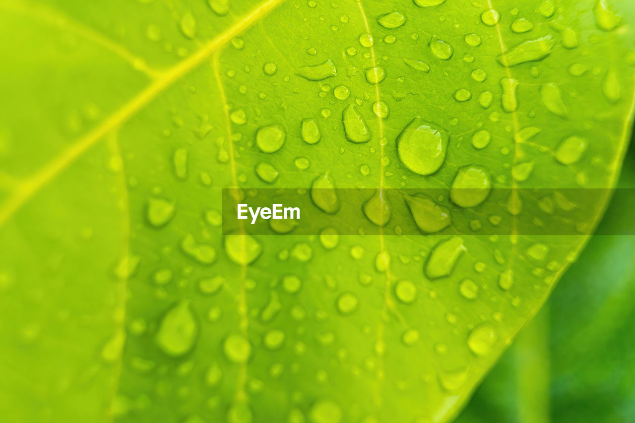 FULL FRAME SHOT OF WET LEAVES