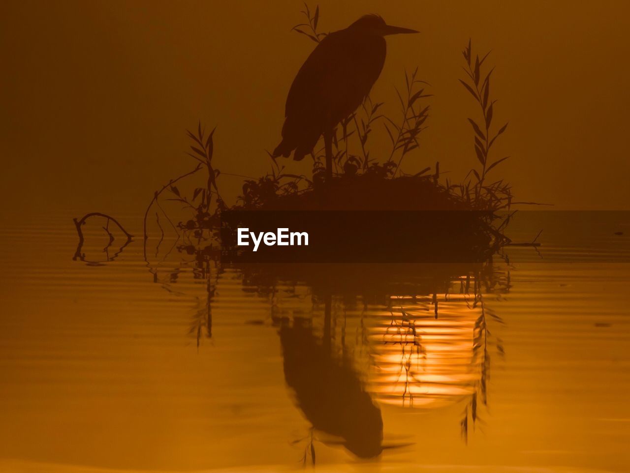 SILHOUETTE BIRD SWIMMING IN LAKE AGAINST SKY