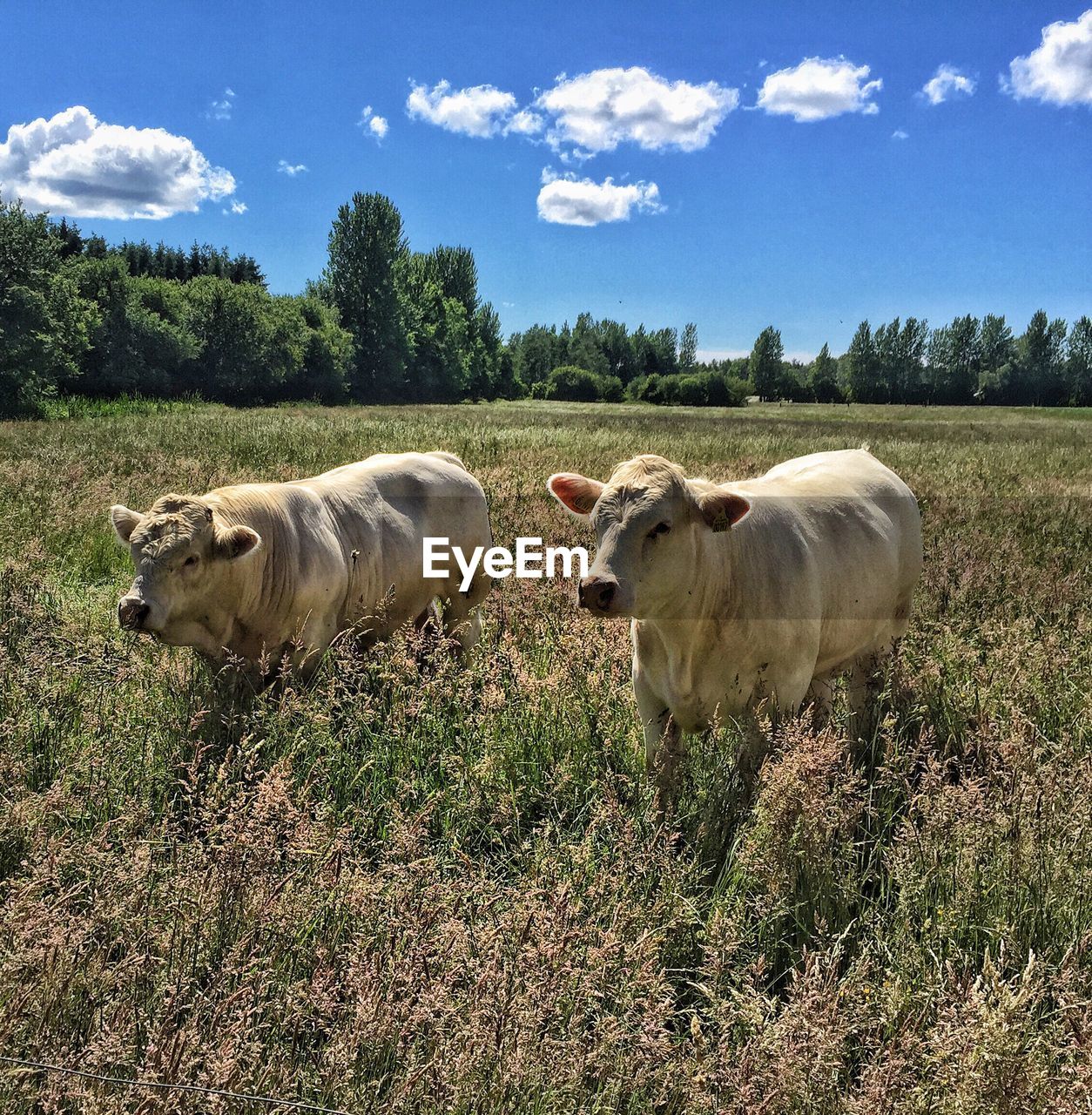 Cows on field against sky