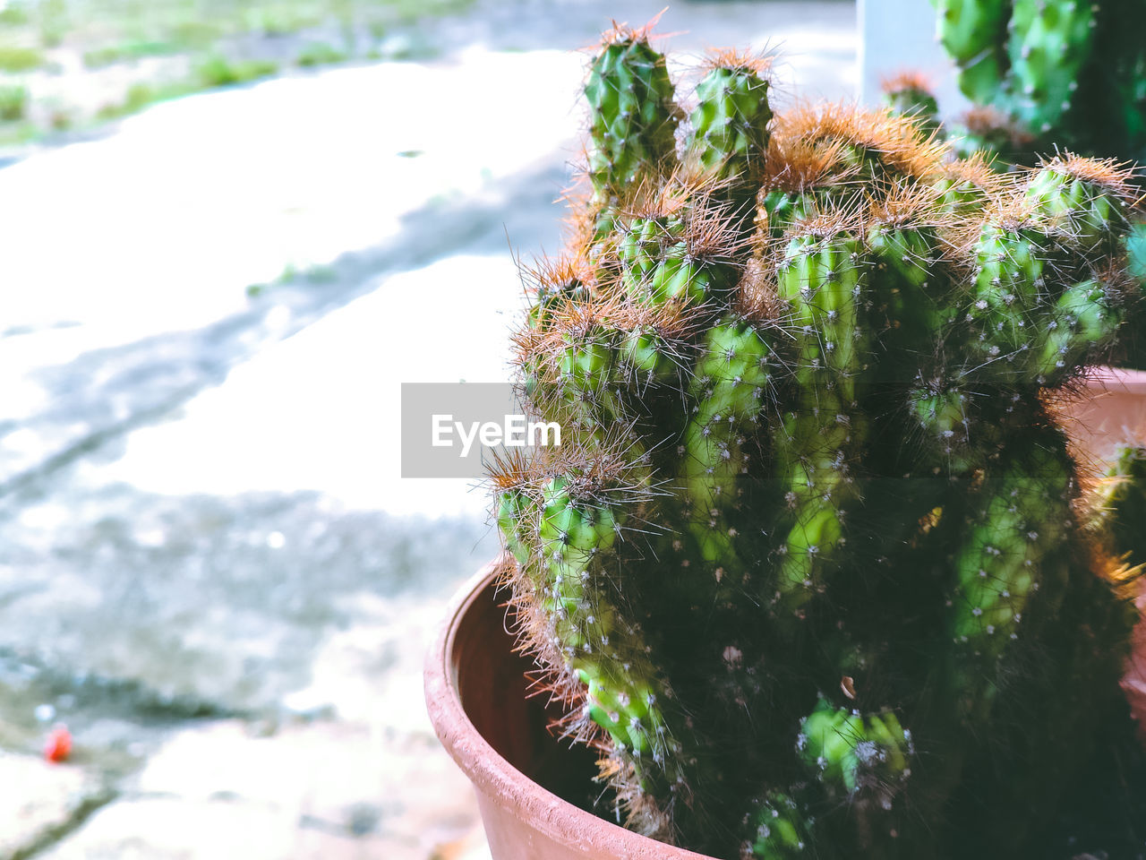 CLOSE-UP OF CACTUS PLANT IN POT