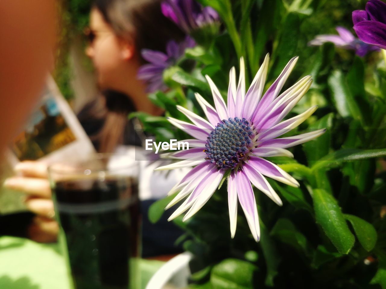 Close-up of purple flower in park