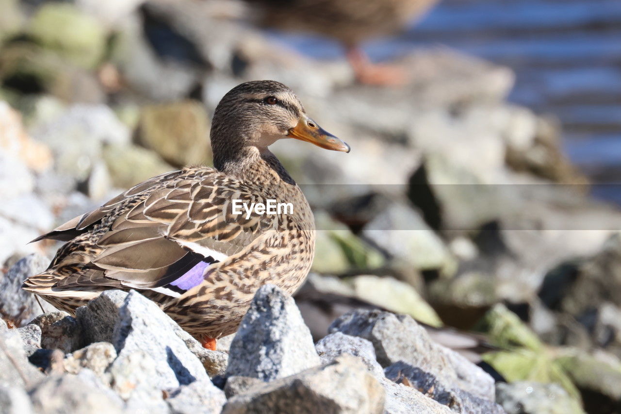 animal themes, animal, bird, animal wildlife, duck, wildlife, mallard, ducks, geese and swans, water bird, rock, one animal, nature, beak, poultry, water, mallard duck, focus on foreground, no people, close-up, lake, day, outdoors, full length, side view, selective focus, sunlight, goose, stone