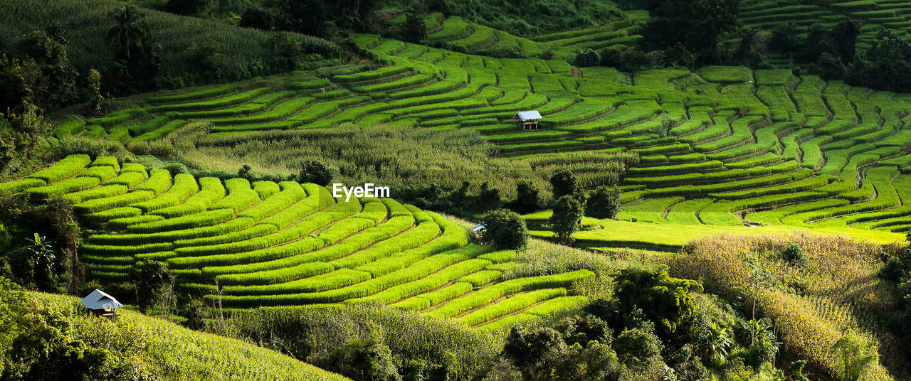 Rice terraces in the thailand and the village is in a valley among with rice
