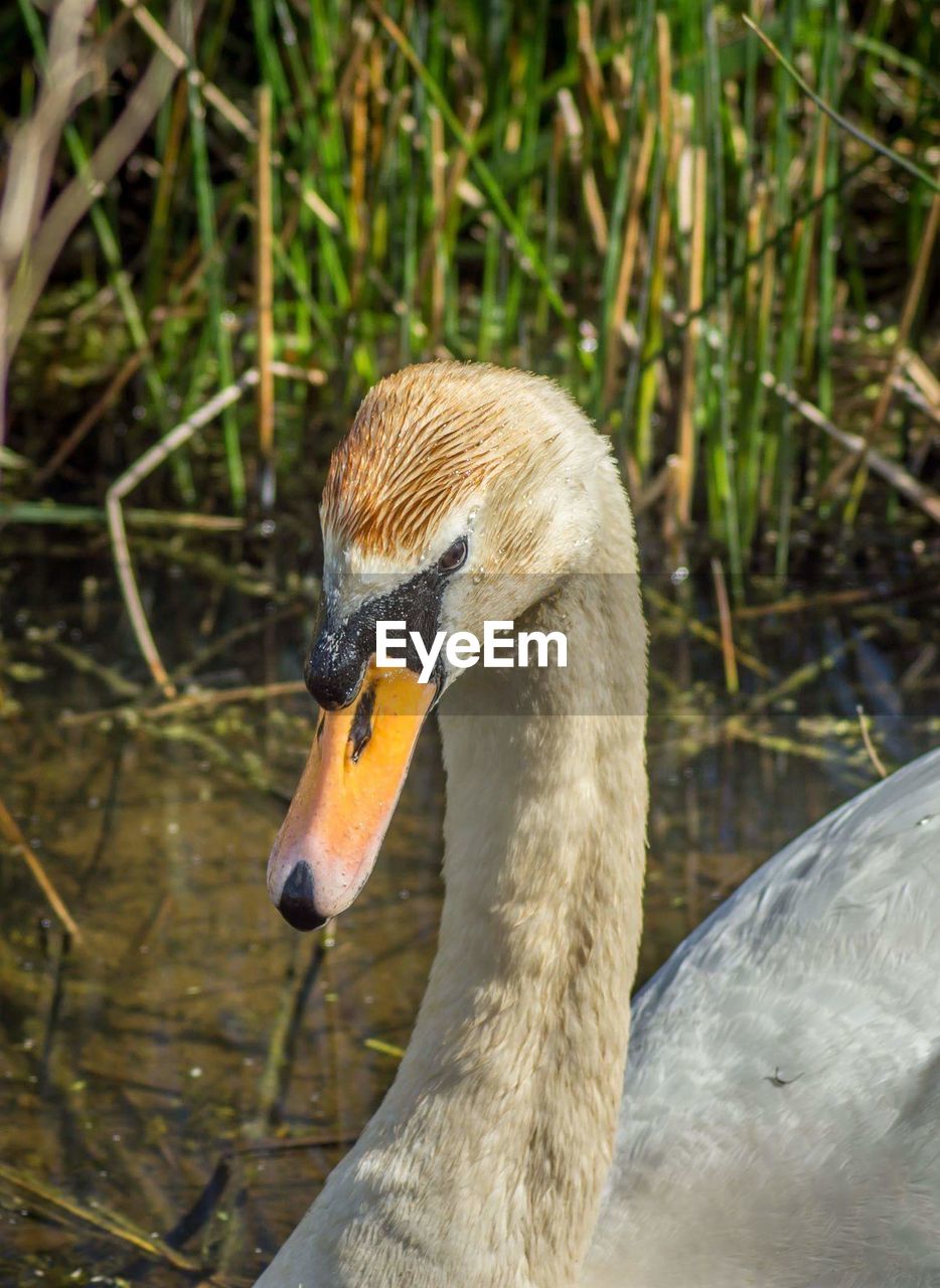 CLOSE-UP OF DUCK IN WATER