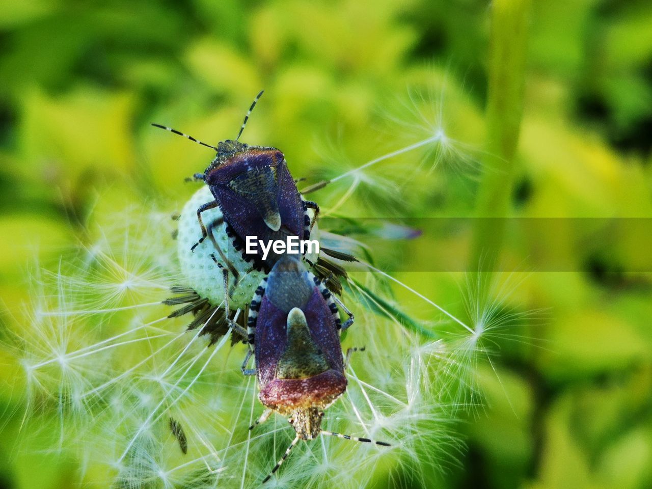 CLOSE-UP OF HOUSEFLY ON FLOWER