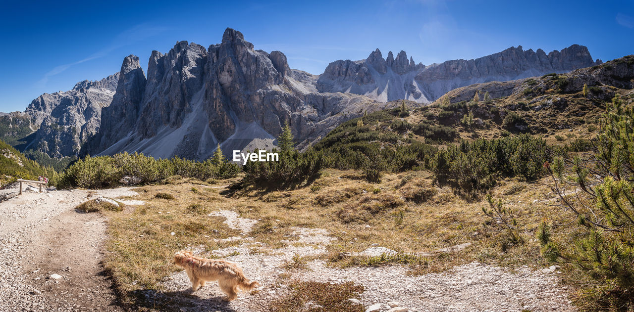 Dog waiting for the owners, with a dolomite landscape in the background, south tyrol, italy