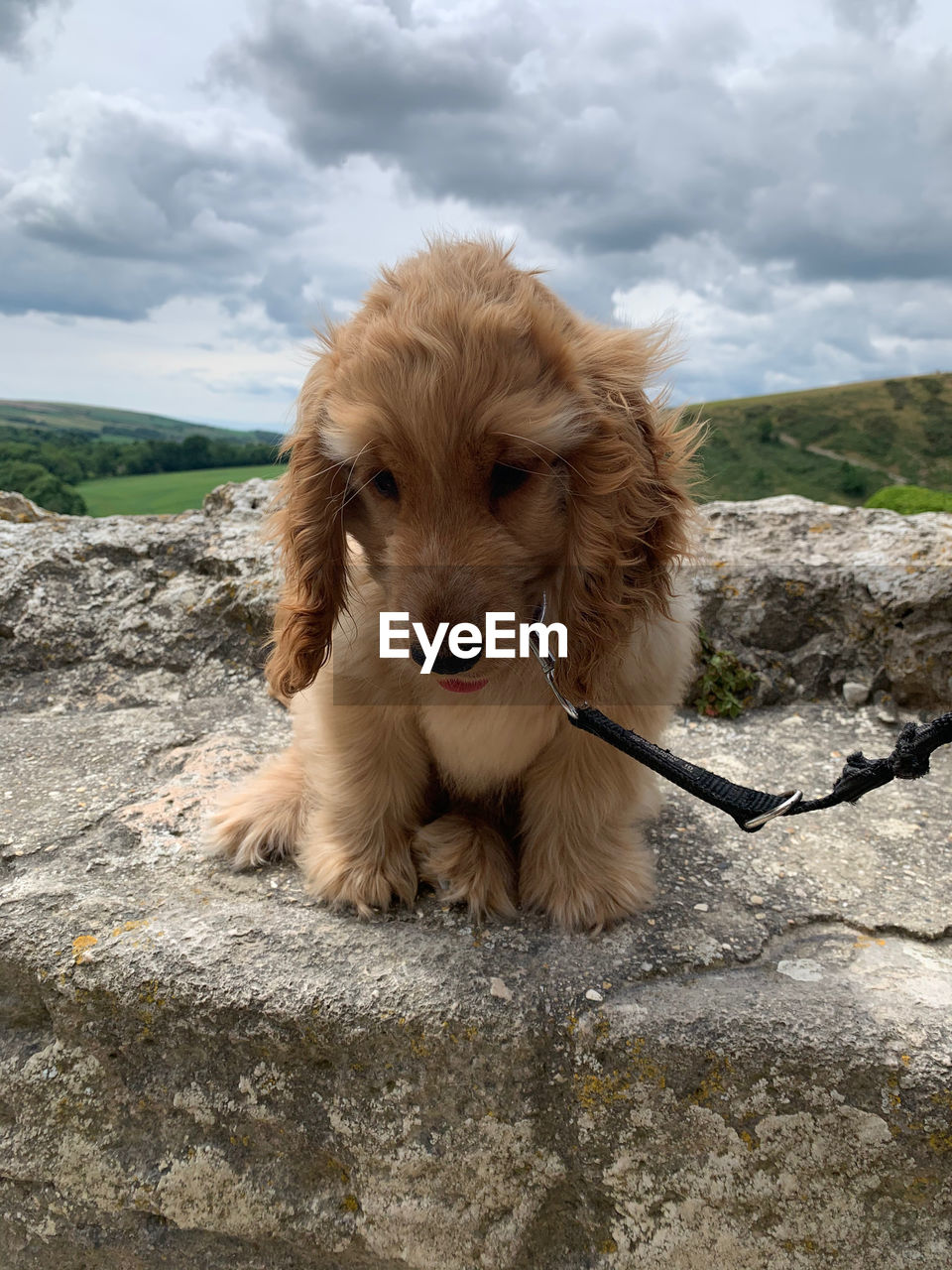 Portrait of dog on rock