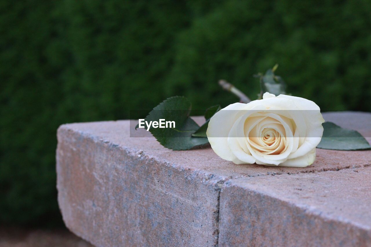 CLOSE-UP OF ROSE PLANT OUTDOORS