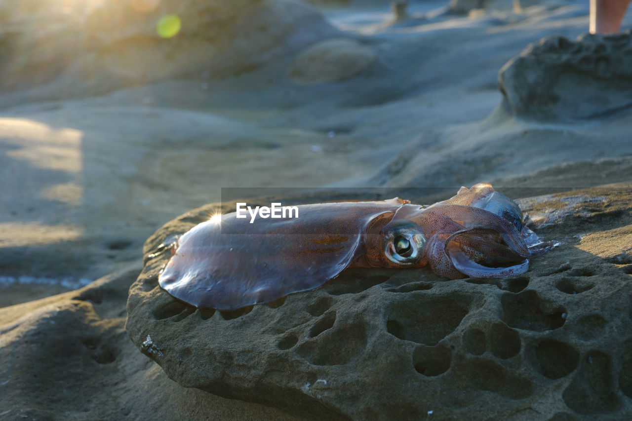 high angle view of fish in water