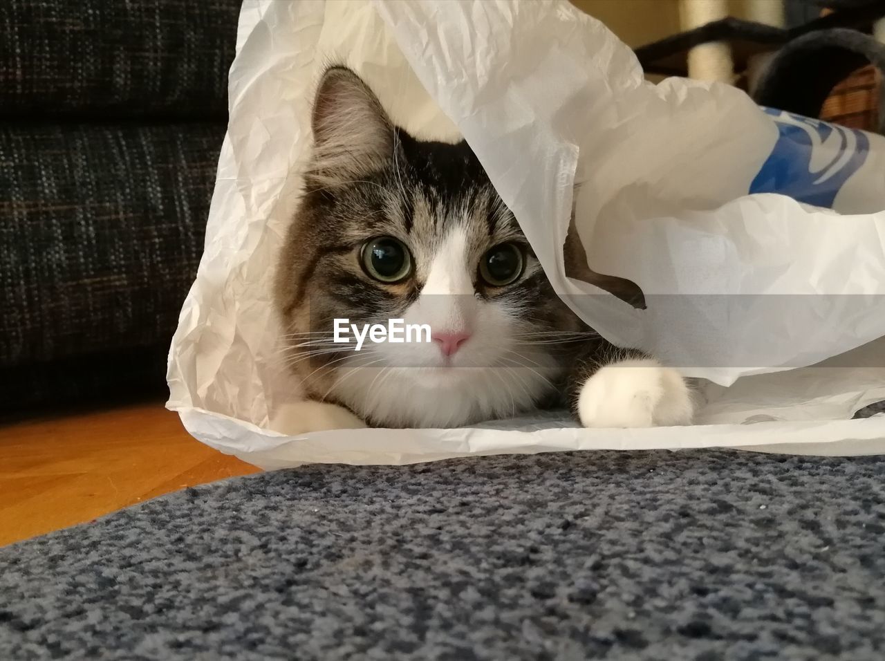 PORTRAIT OF CAT SITTING ON SOFA